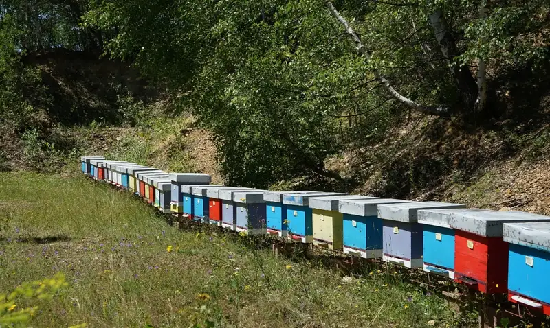 Niz šarenih košnica uz šumsku padinu