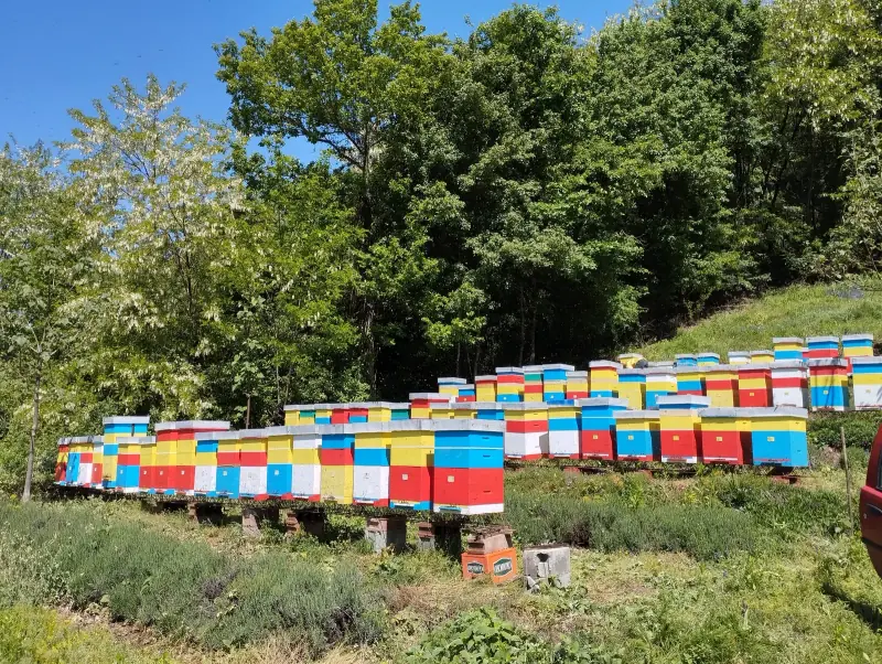 Košnice poređane uz padinu, bagrem u cvatu iznad njih.