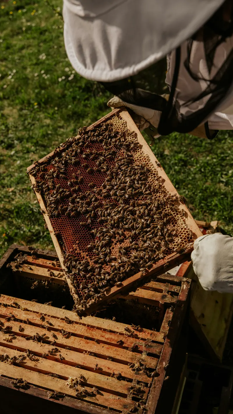 Ruke u rukavicama nad otvorenom košnicom