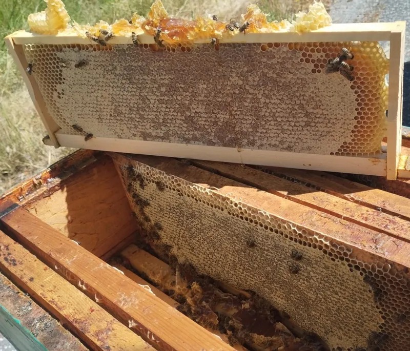 Ram sa poklopljenim saćem iznad otvorene košnice