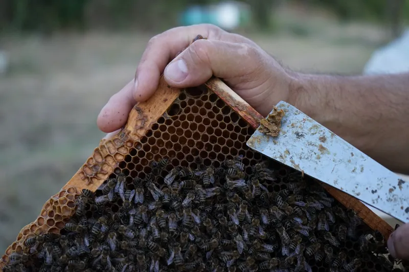 Pčelar drži ram sa pčelama, na alatu za pregled komad propolisa