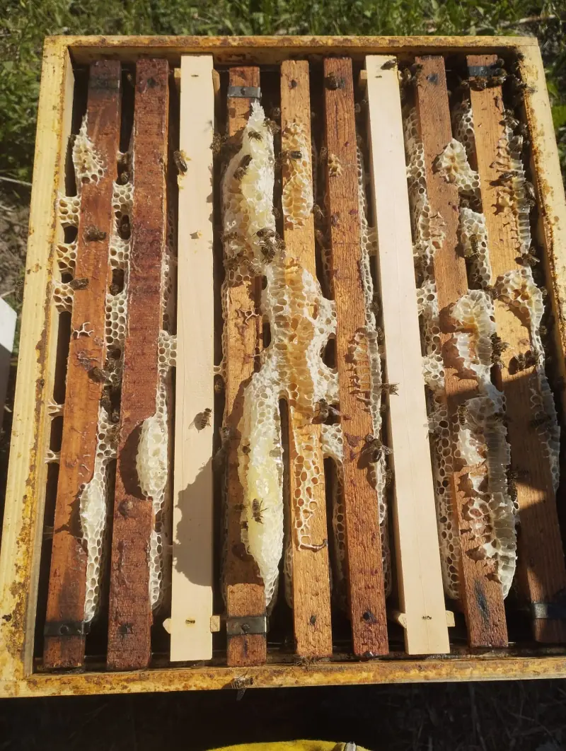An open hive with wild comb and bees.