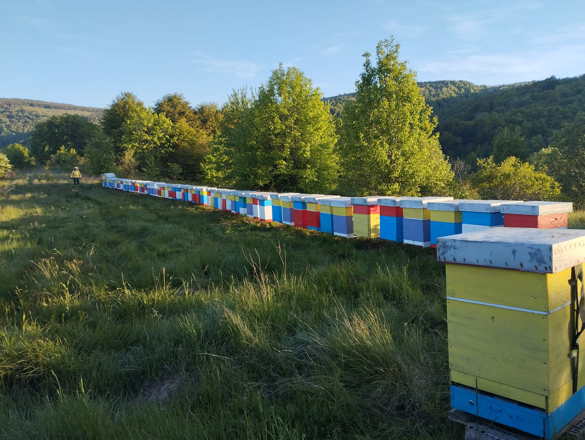 A row of painted hives on a meadow at first light, a beekeeper in the distance.