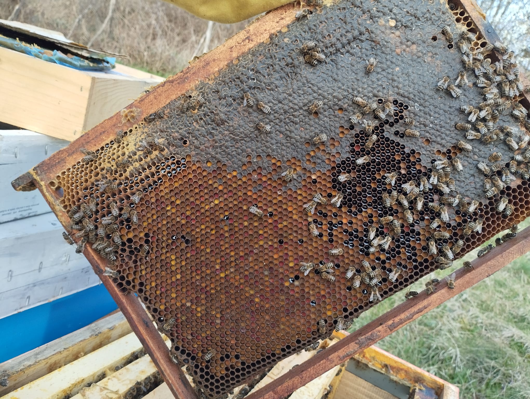 A frame of pollen.